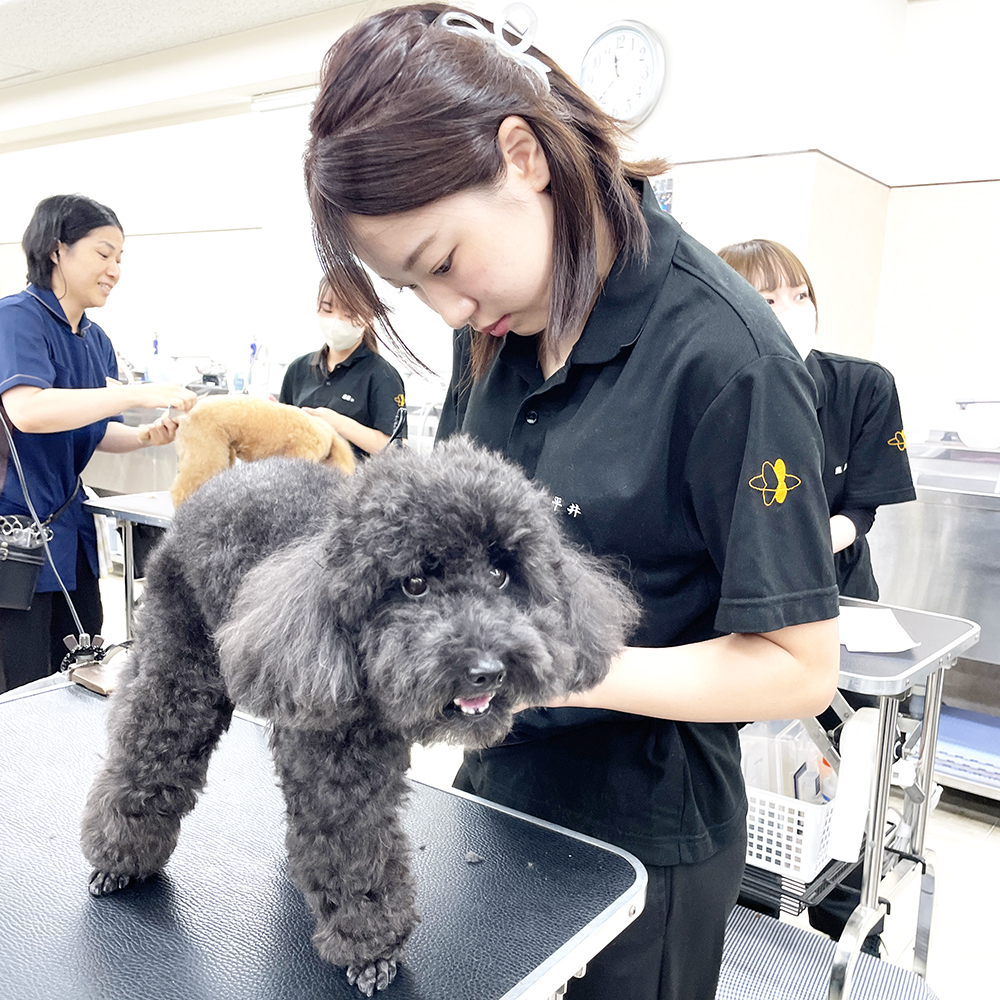 そのままお客様犬のトリミング実習！
